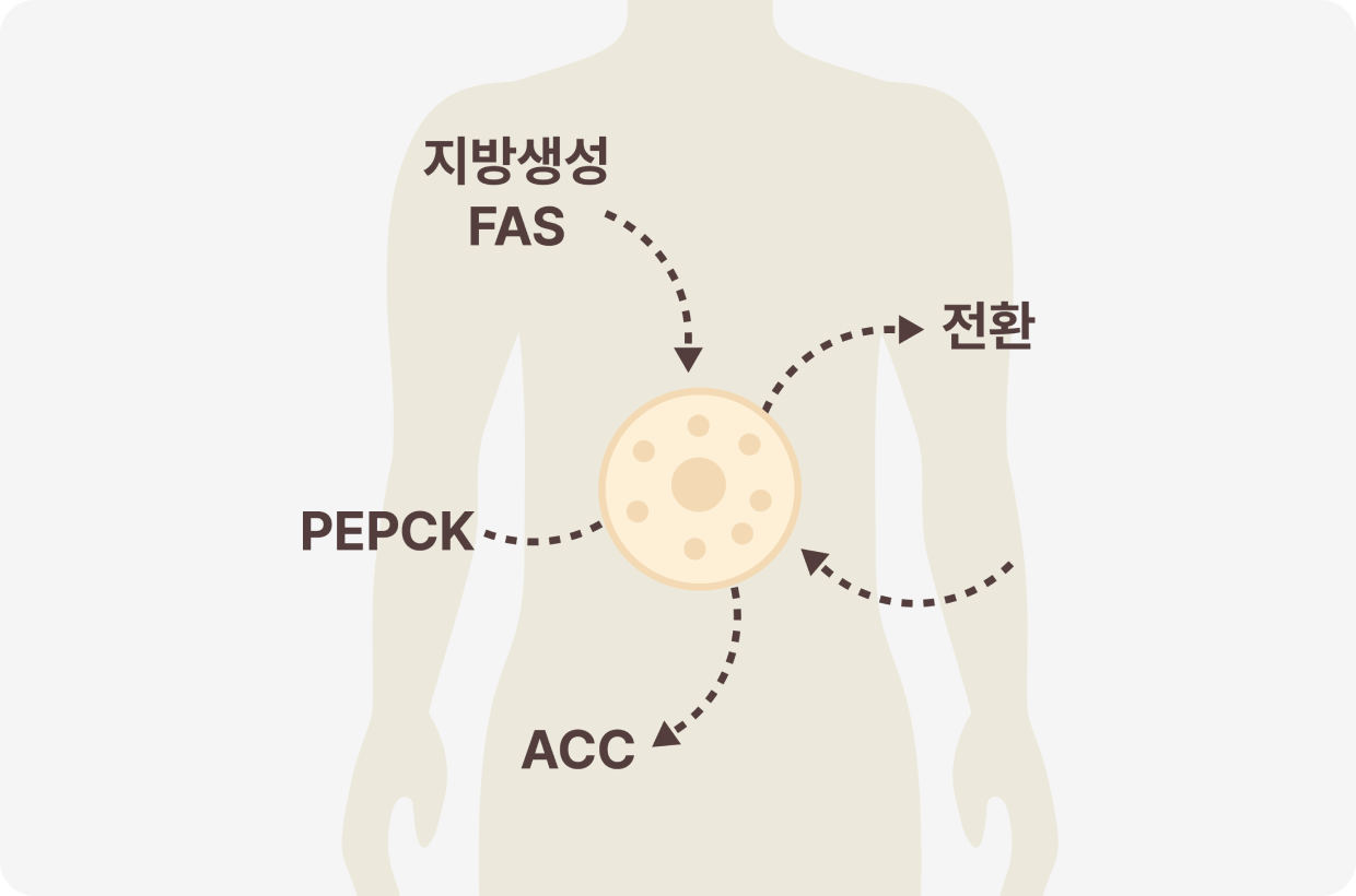 지방생성, 전환, FAS, PEPCK, ACC