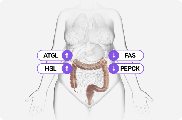 ATGL, FAS, HSL, PEPCK